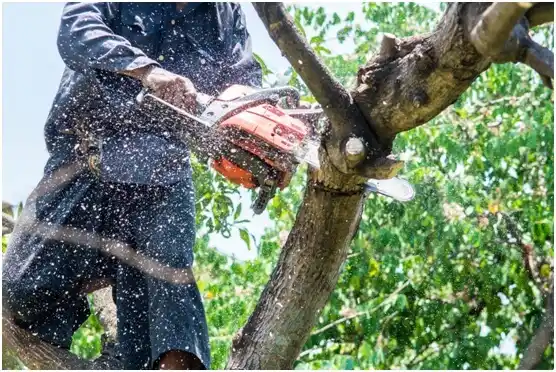 tree services Fanshawe